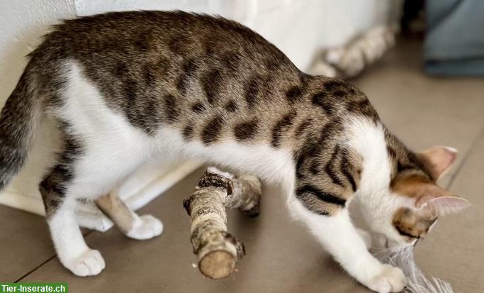 Bengal Mix Kätzchen / Kitten, weiblich