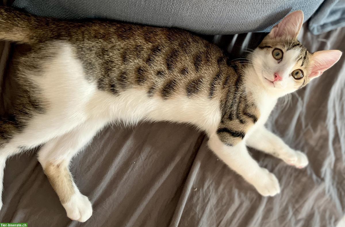 Bild 2: Bengal Mix Kätzchen / Kitten, weiblich
