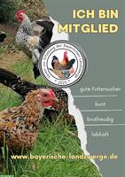 Zwerghühner Hähne abzugeben aus österreichischer Zucht 🐓