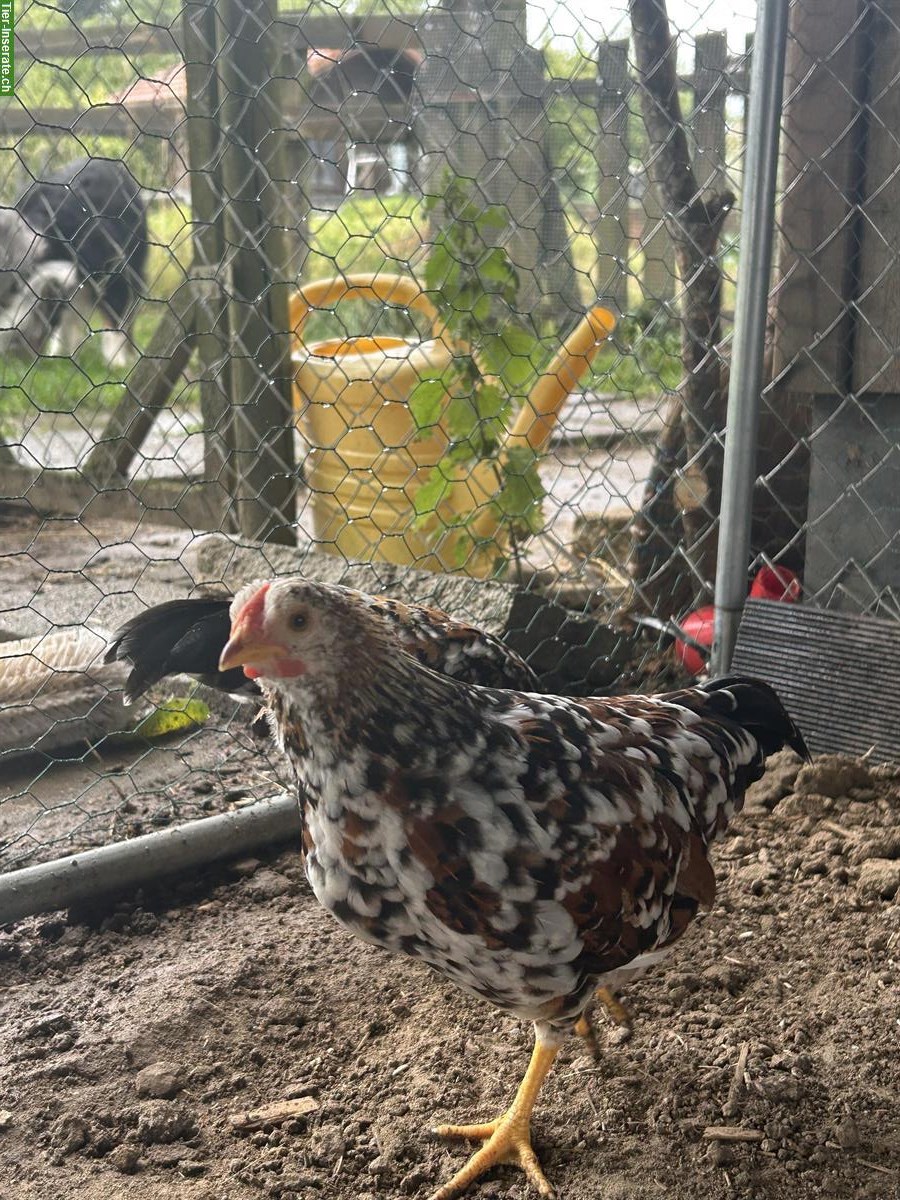Bild 2: Zwerghühner Hähne abzugeben aus österreichischer Zucht 🐓