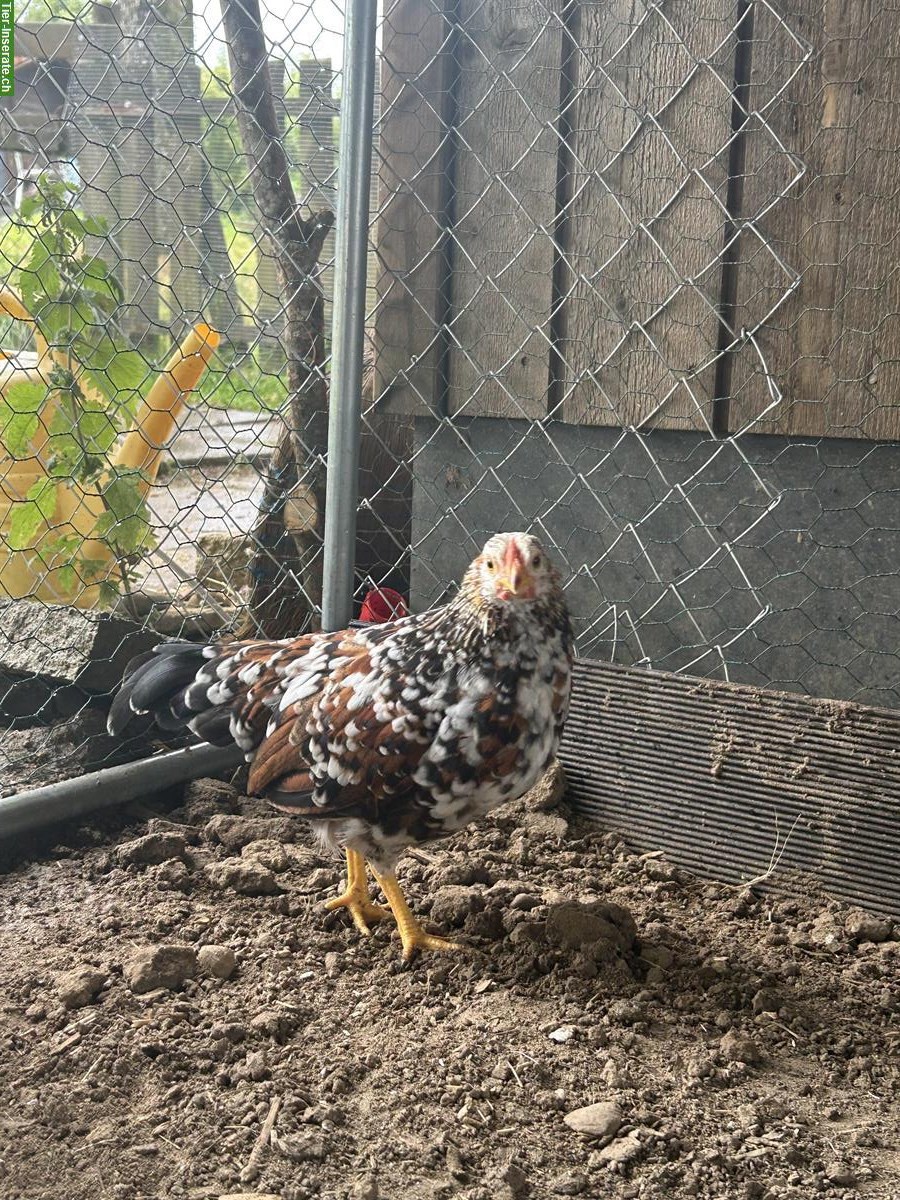 Bild 3: Zwerghühner Hähne abzugeben aus österreichischer Zucht 🐓
