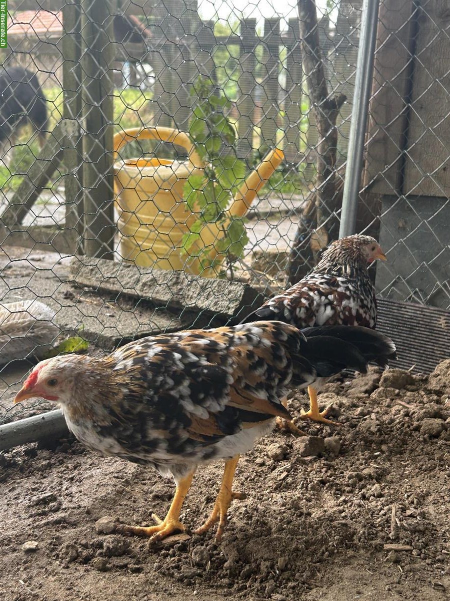 Bild 4: Zwerghühner Hähne abzugeben aus österreichischer Zucht 🐓