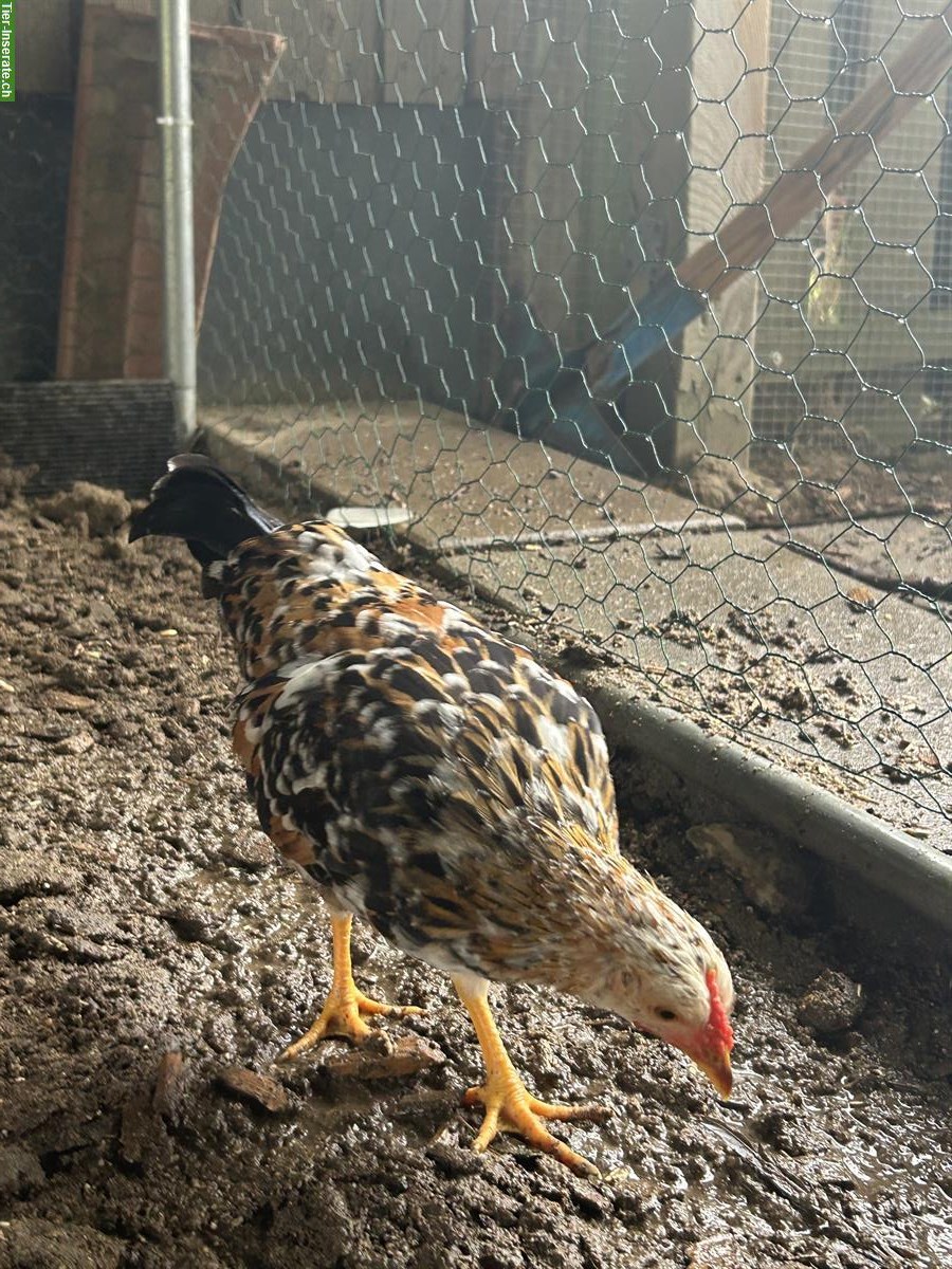 Bild 5: Zwerghühner Hähne abzugeben aus österreichischer Zucht 🐓