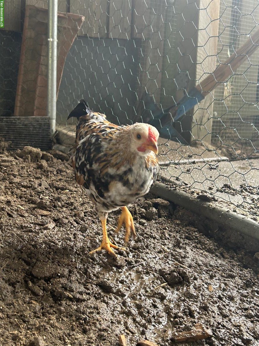 Bild 6: Zwerghühner Hähne abzugeben aus österreichischer Zucht 🐓