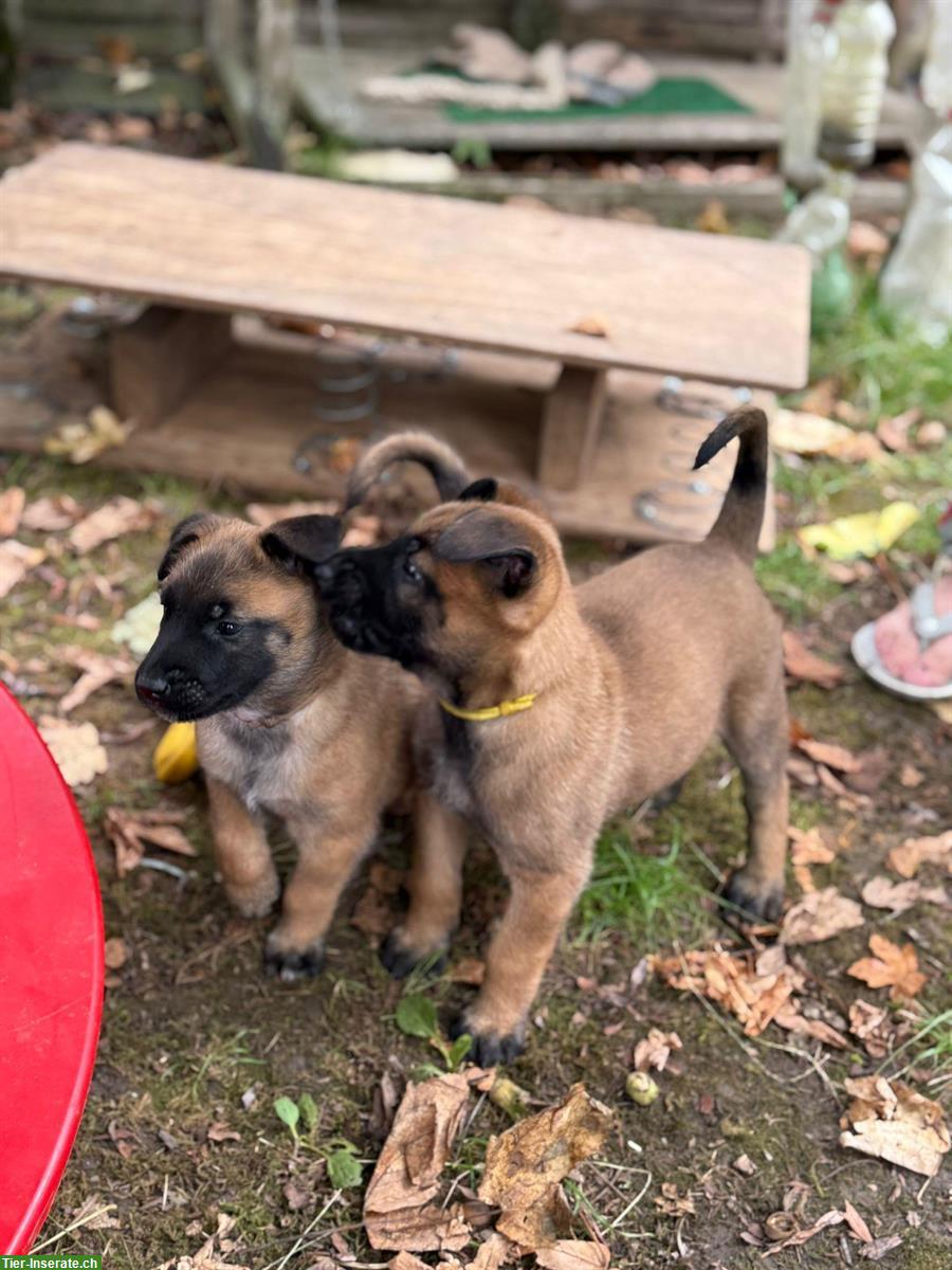 Malinois Welpen von der Guldenburg suchen ein Zuhause