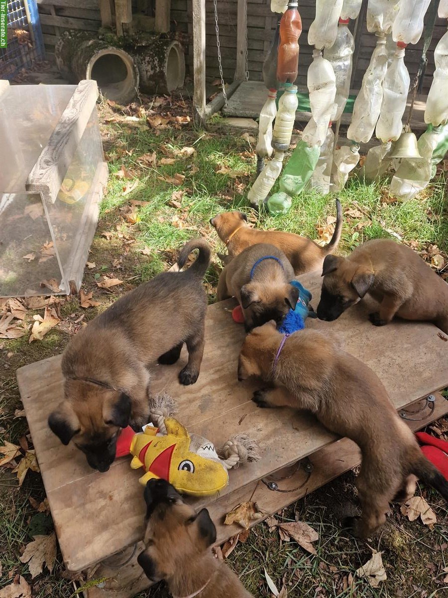 Bild 2: Malinois Welpen von der Guldenburg suchen ein Zuhause