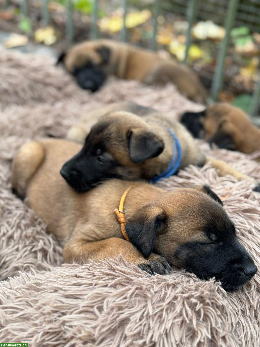 Bild 3: Malinois Welpen von der Guldenburg suchen ein Zuhause