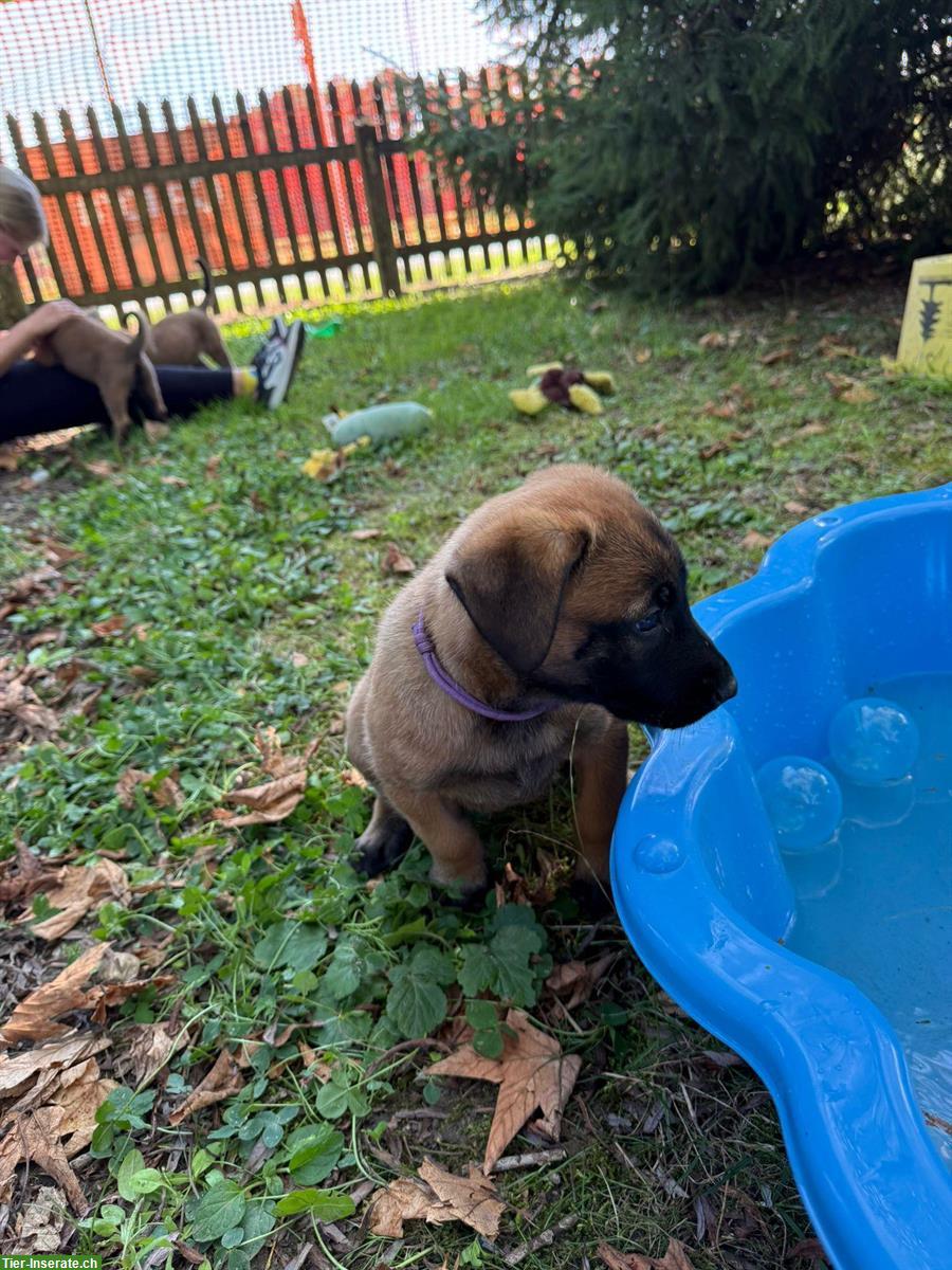 Bild 5: Malinois Welpen von der Guldenburg suchen ein Zuhause