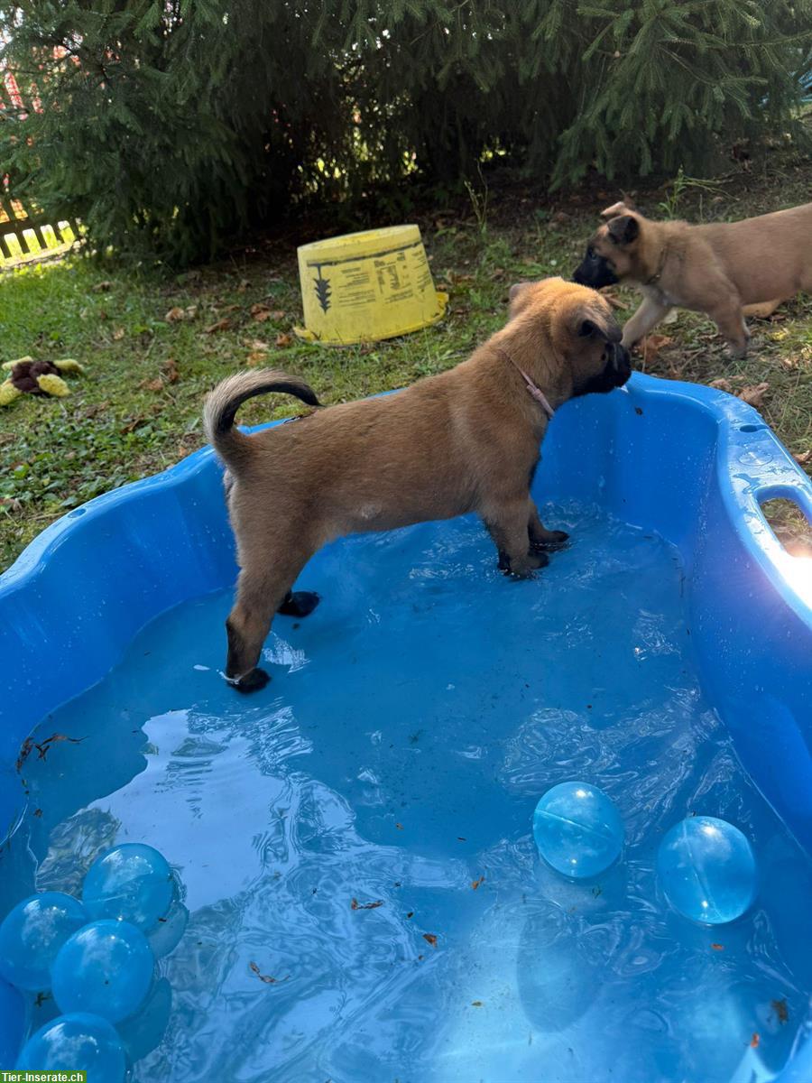 Bild 6: Malinois Welpen von der Guldenburg suchen ein Zuhause