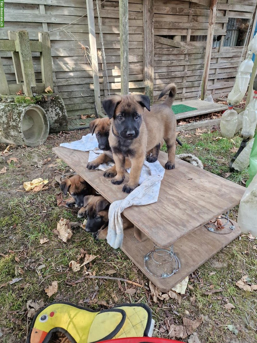 Bild 7: Malinois Welpen von der Guldenburg suchen ein Zuhause
