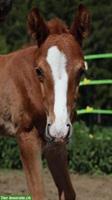 Schweizer Warmblut Fohlen GESUCHT