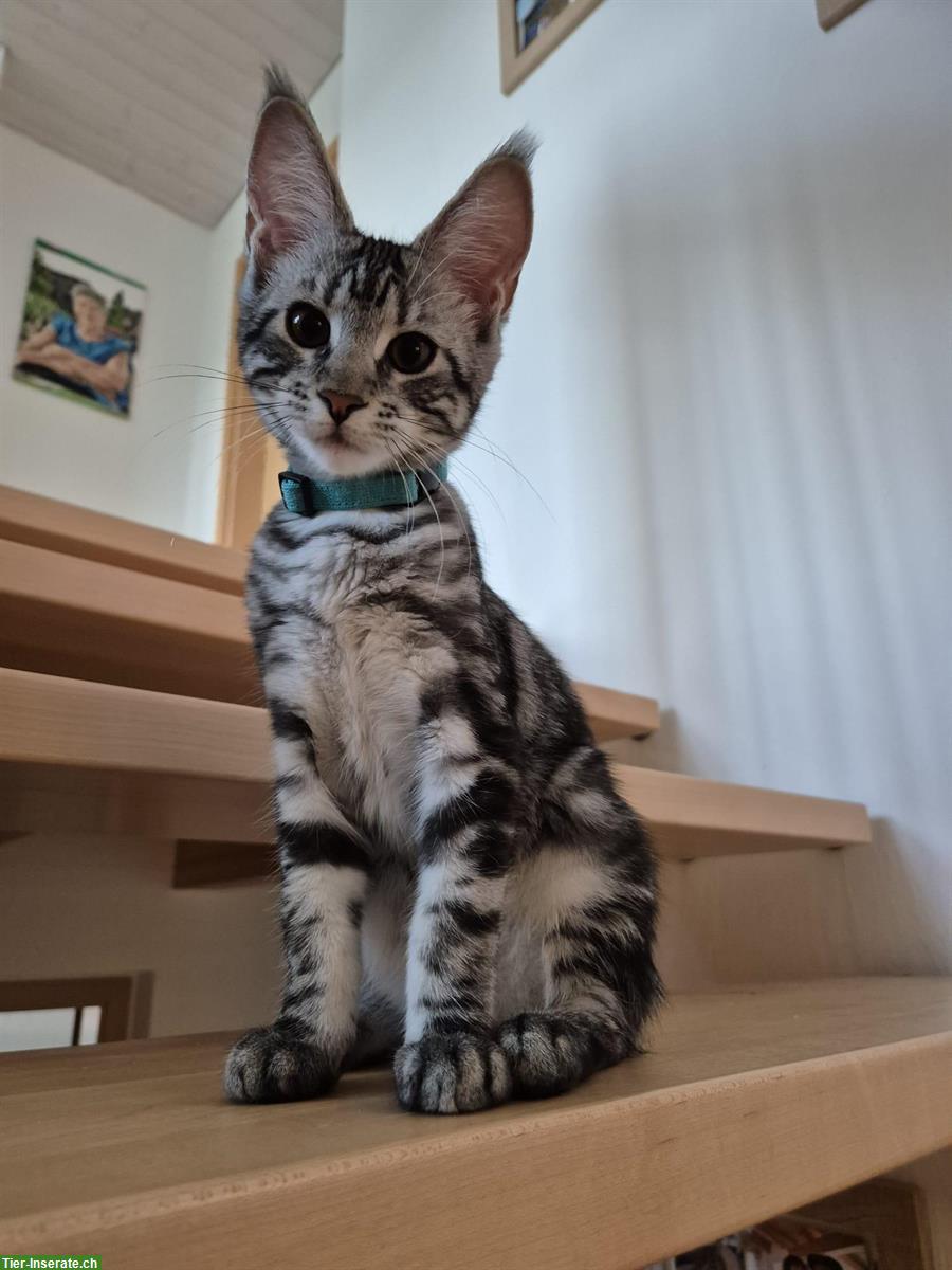 Maine Coon x Britisch Kurzhaar Prinzessin sucht Zuhause