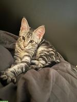 Maine Coon x Britisch Kurzhaar Prinzessin sucht Zuhause