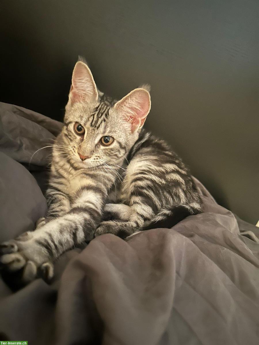 Bild 2: Maine Coon x Britisch Kurzhaar Prinzessin sucht Zuhause