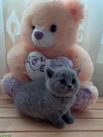 Britisch Kurzhaar Kitten, Farbe Blue
