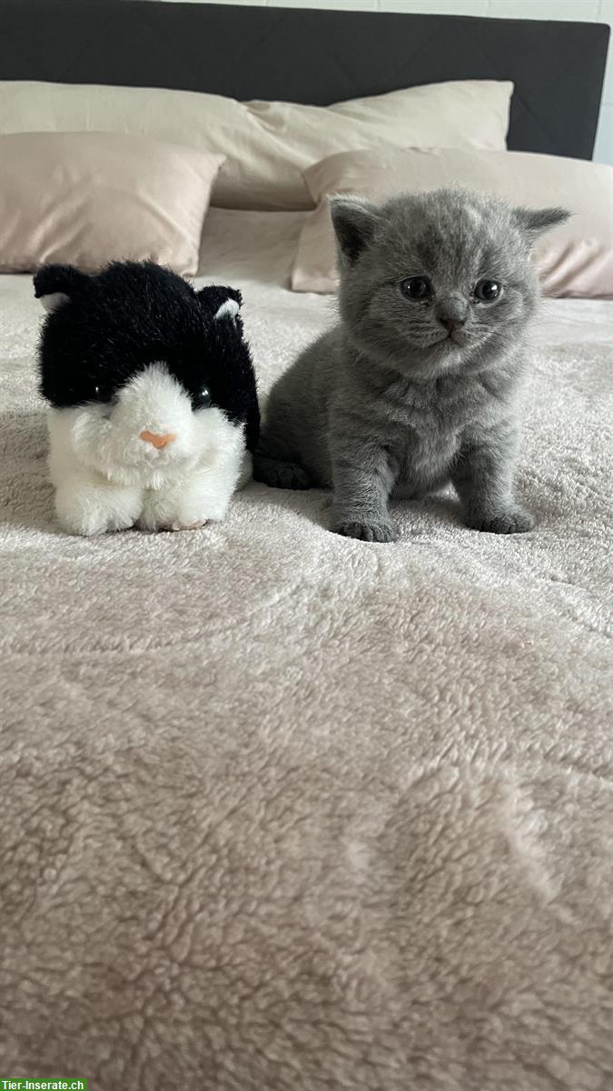 Bild 2: Britisch Kurzhaar Kitten, Farbe Blue