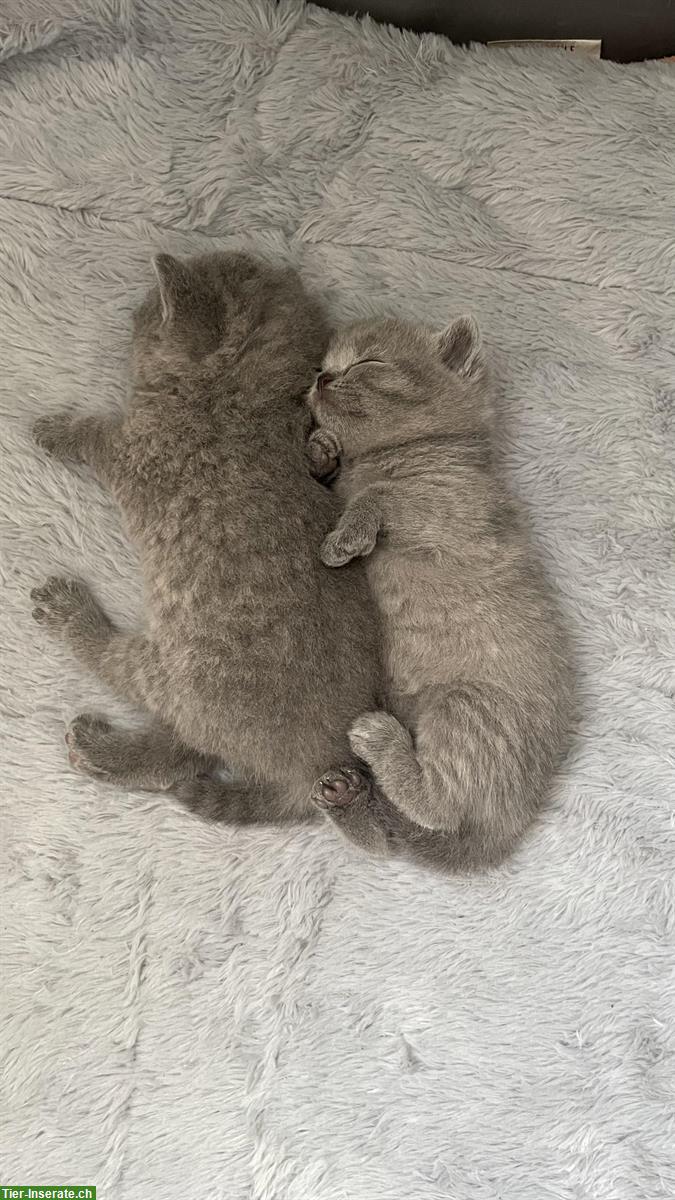 Bild 3: Britisch Kurzhaar Kitten, Farbe Blue