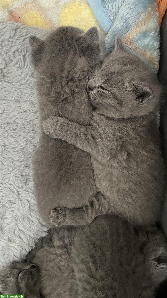 Bild 4: Britisch Kurzhaar Kitten, Farbe Blue