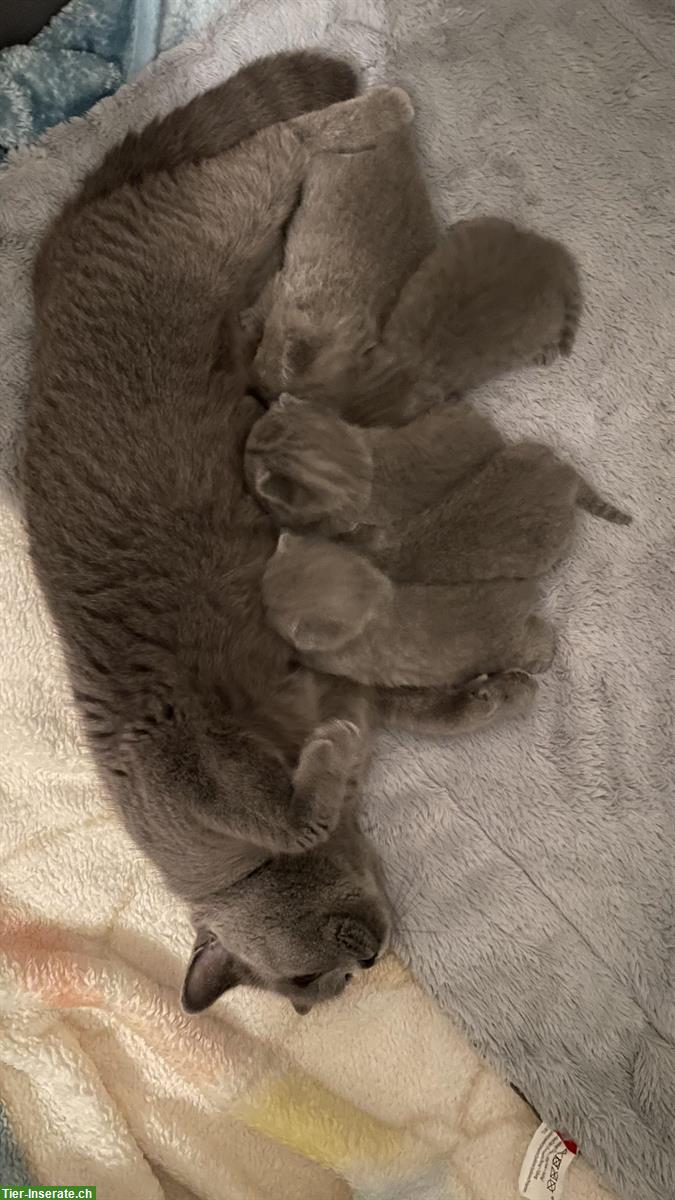 Bild 5: Britisch Kurzhaar Kitten, Farbe Blue