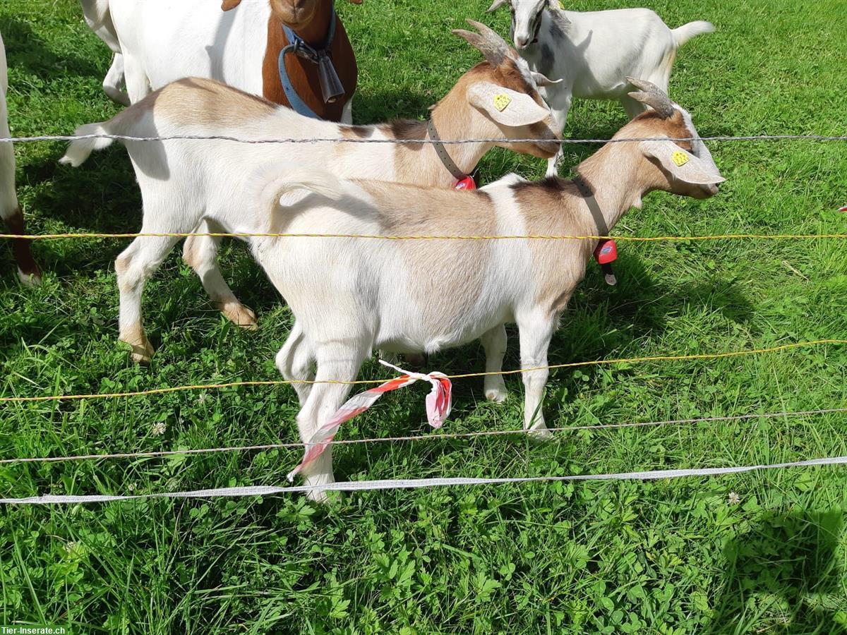 Bild 2: 3 Mischlings Ziegen suchen ein neues Zuhause