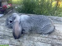 Reinrassige Kleinwidder Kaninchen Chinchilla farbig