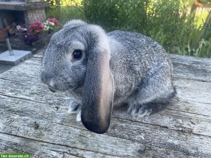 Bild 2: Reinrassige Kleinwidder Kaninchen Chinchilla farbig