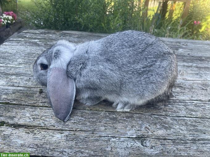 Bild 3: Reinrassige Kleinwidder Kaninchen Chinchilla farbig