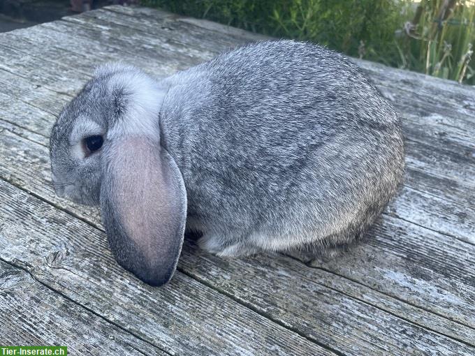 Bild 4: Reinrassige Kleinwidder Kaninchen Chinchilla farbig