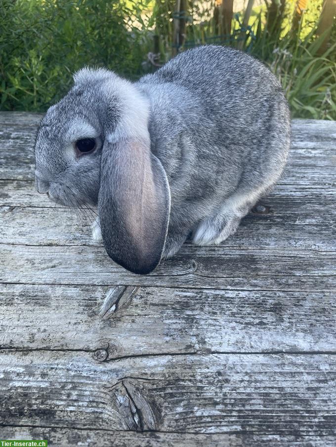 Bild 5: Reinrassige Kleinwidder Kaninchen Chinchilla farbig