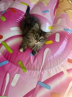 Kitten Weibchen suchen ein Zuhause