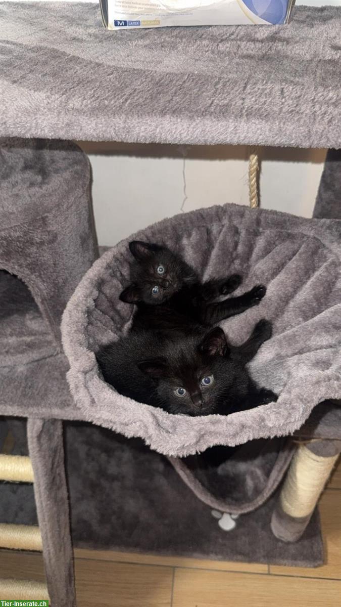 Bild 2: Kitten Weibchen suchen ein Zuhause