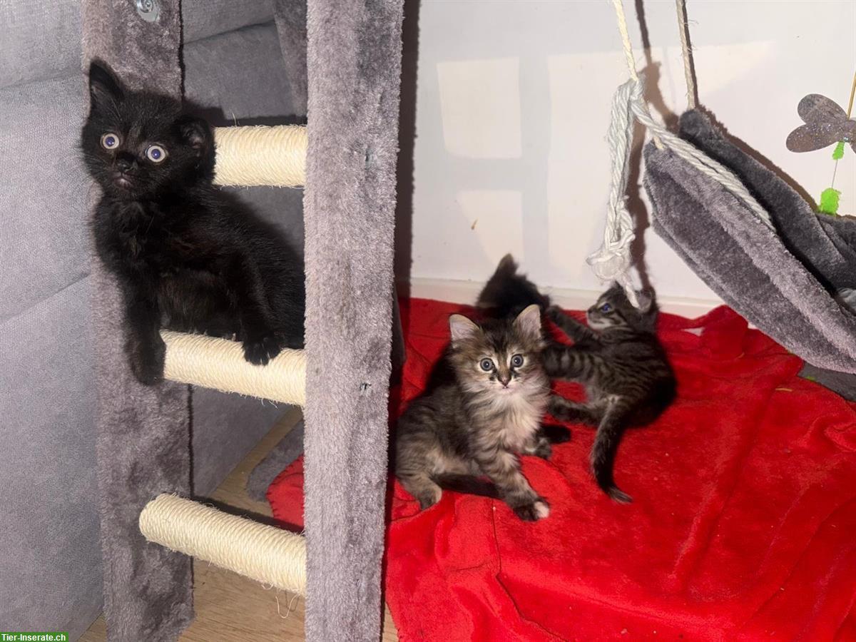 Bild 3: Kitten Weibchen suchen ein Zuhause