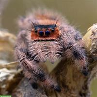 Junge Phidippus regius Everglades zu verkaufen