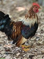 Bayerische Landzwerge 1,3 Zuchtgruppe zu verkaufen