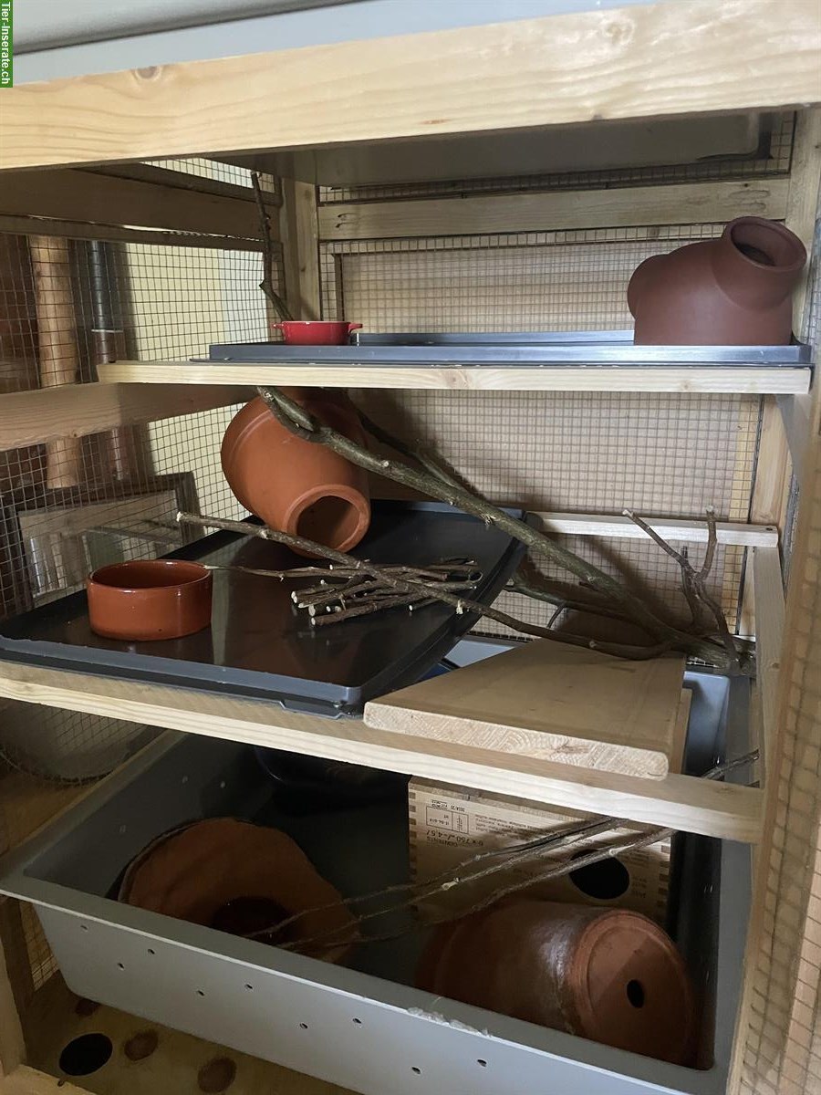 Bild 3: Selbstgemachten Rattenkäfig zu verkaufen
