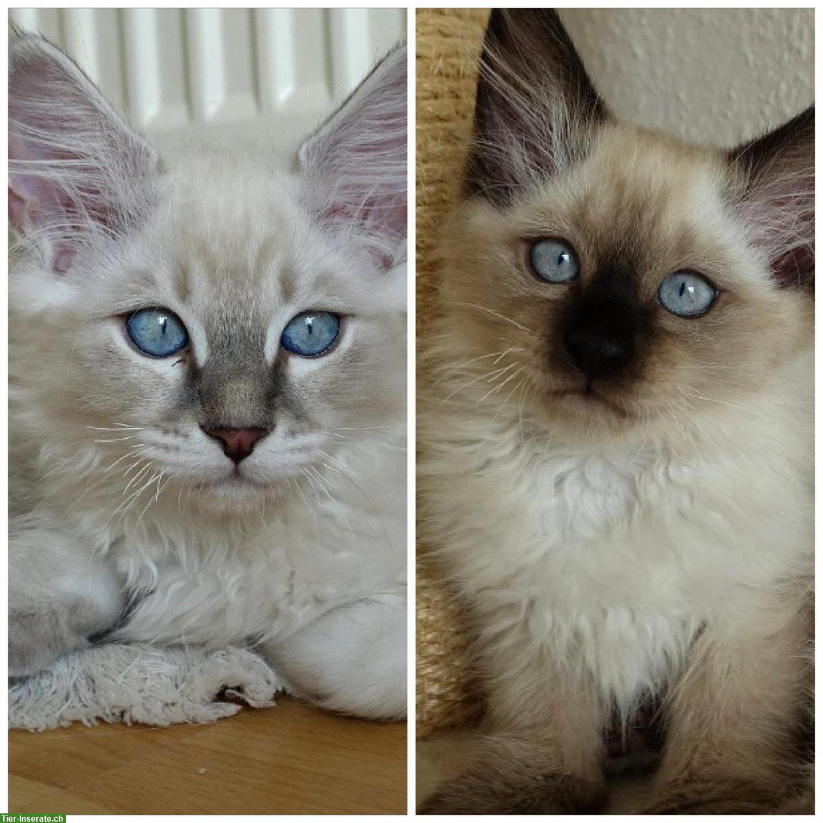 2 Heilige Birma Kitten in Lilac Tabby und Seal Point