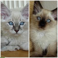2 Heilige Birma Kitten in Lilac Tabby und Seal Point