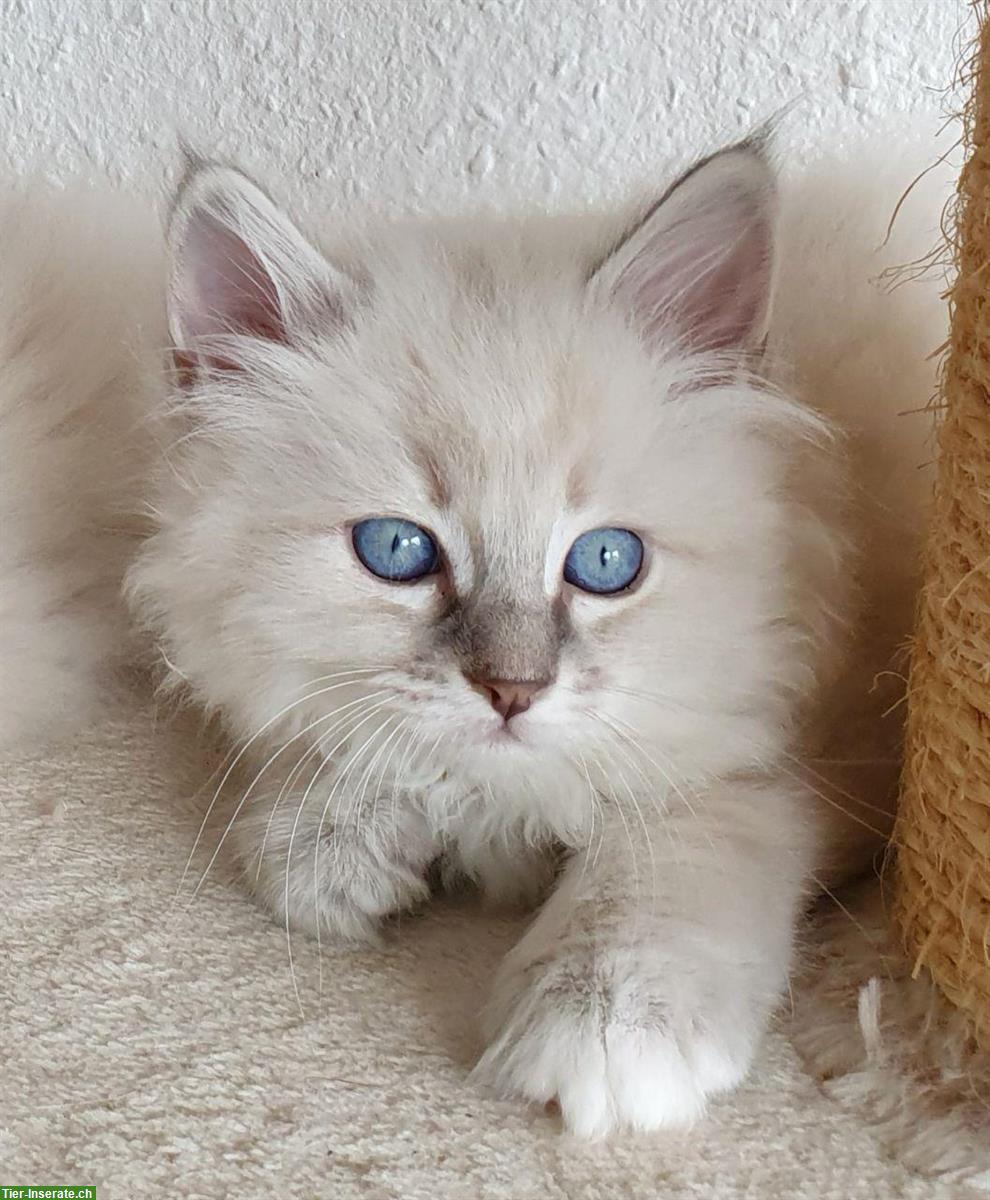 Bild 3: 2 Heilige Birma Kitten in Lilac Tabby und Seal Point