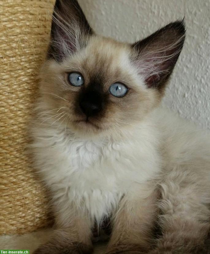 Bild 6: 2 Heilige Birma Kitten in Lilac Tabby und Seal Point