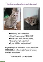Wunderschönes Bengal Kätzchen (Kitten) zu verkaufen