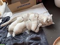 Süsse Ragdoll mit BKH Kitten zu verkaufen