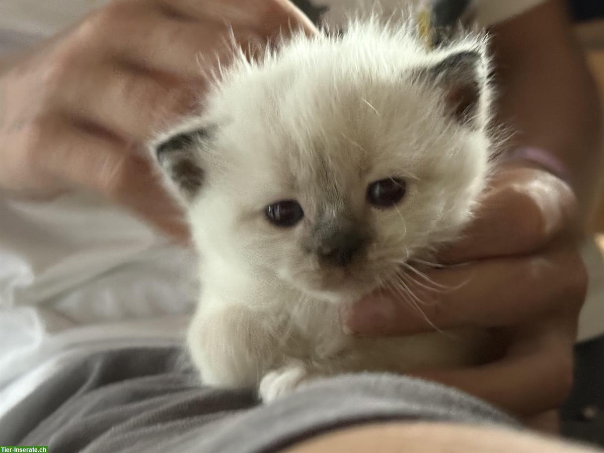 Bild 2: Süsse Ragdoll mit BKH Kitten zu verkaufen