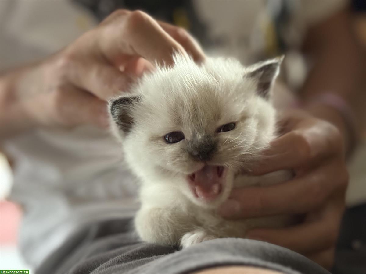Bild 3: Süsse Ragdoll mit BKH Kitten zu verkaufen