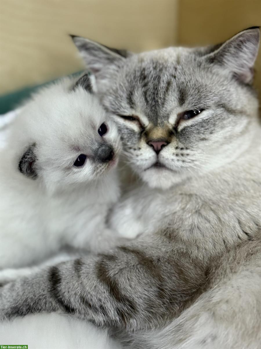 Bild 4: Süsse Ragdoll mit BKH Kitten zu verkaufen