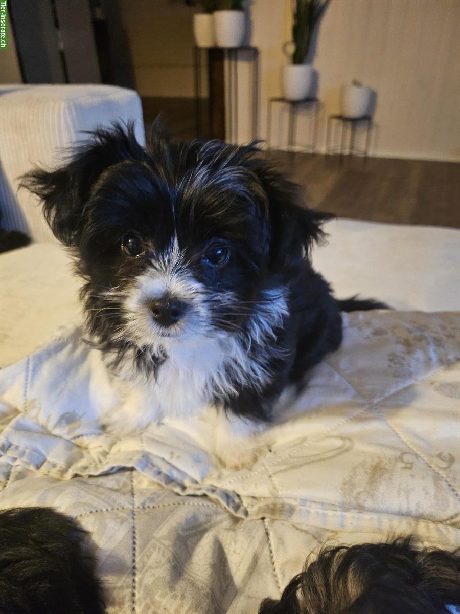 Yorkie x Pomeranian Mischling sucht ein liebes Zuhause