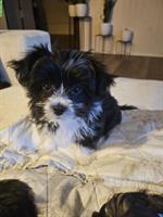Yorkie x Pomeranian Mischling sucht ein liebes Zuhause