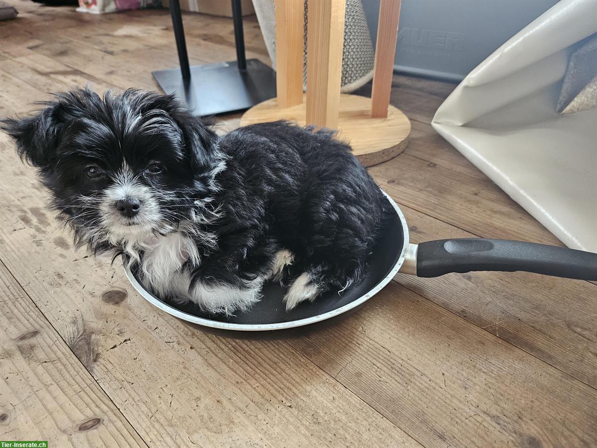 Bild 2: Yorkie x Pomeranian Mischling sucht ein liebes Zuhause