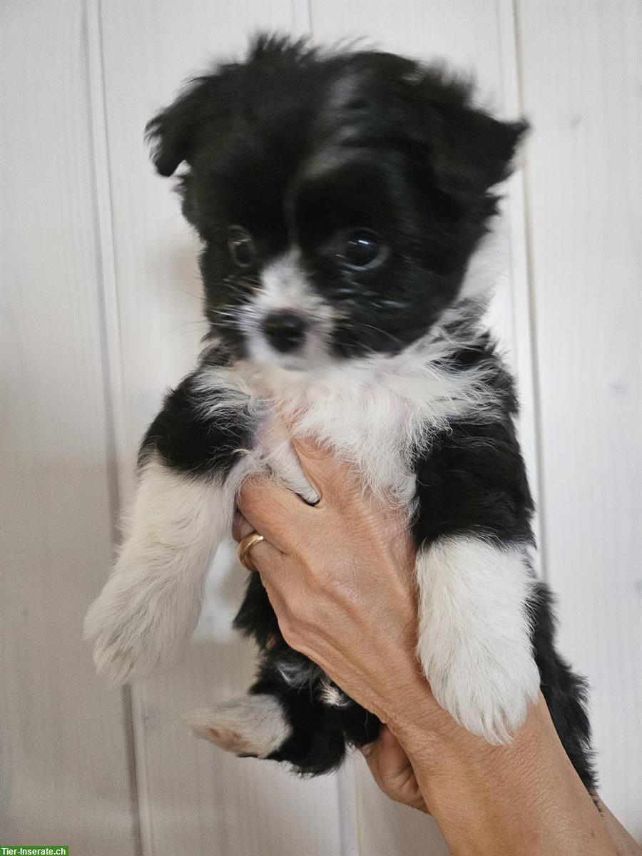 Bild 3: Yorkie x Pomeranian Mischling sucht ein liebes Zuhause