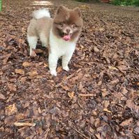 5-jähriger Spitz Rüde sucht ein Zuhause