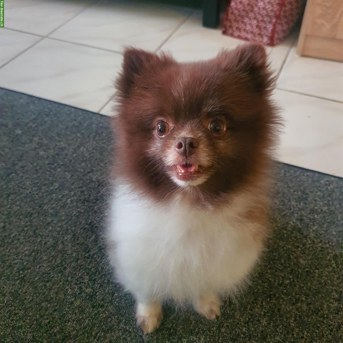 Bild 3: 5-jähriger Spitz Rüde sucht ein Zuhause